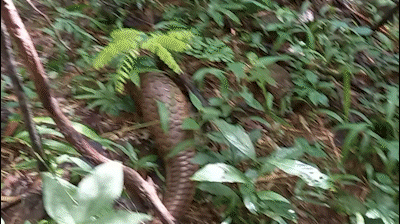 Tê tê Java là vật chứng trong vụ án hình sự ở quận Bình Tân được thả về tự nhiên