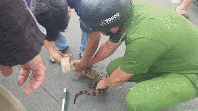 Con cá sấu ở kênh Nước Đen đã bị bắt lại