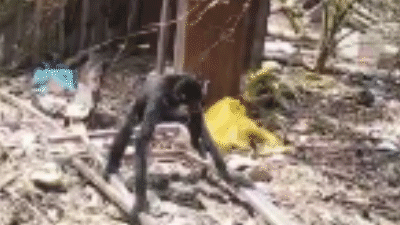 TP.HCM: Vượn má vàng quý hiếm sống sót ở khu dân cư nhờ người dân cho ăn