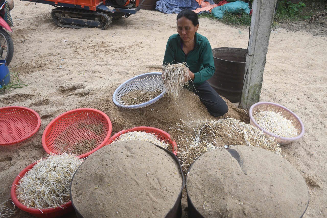 Làm giá đậu xanh truyền thống bằng cát trên sông Trà Khúc