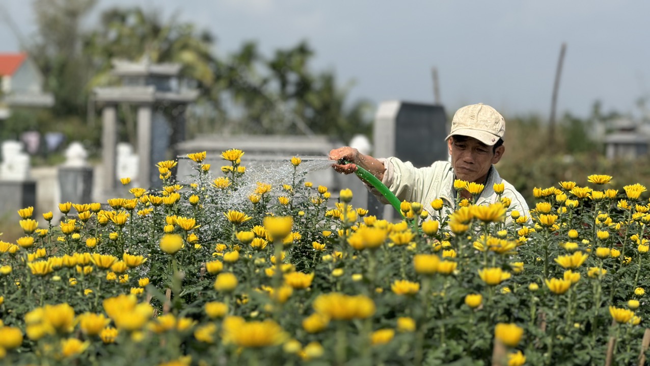 Hoa cúc Tết nhuộm vàng làng quê Quảng Ngãi