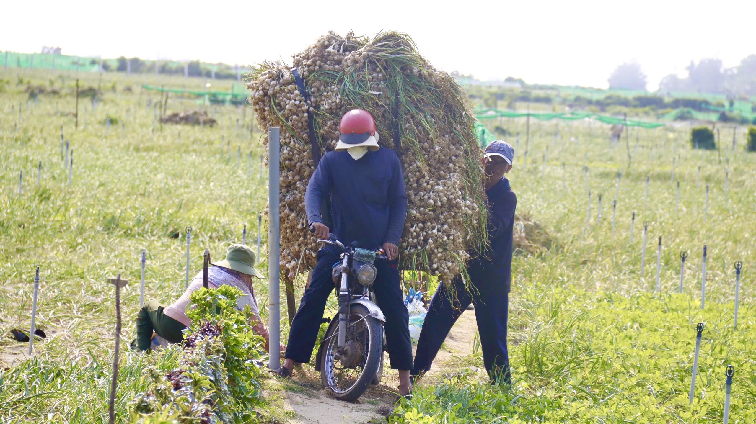 Mùa thu hoạch 'vàng trắng’ ở đảo Lý Sơn