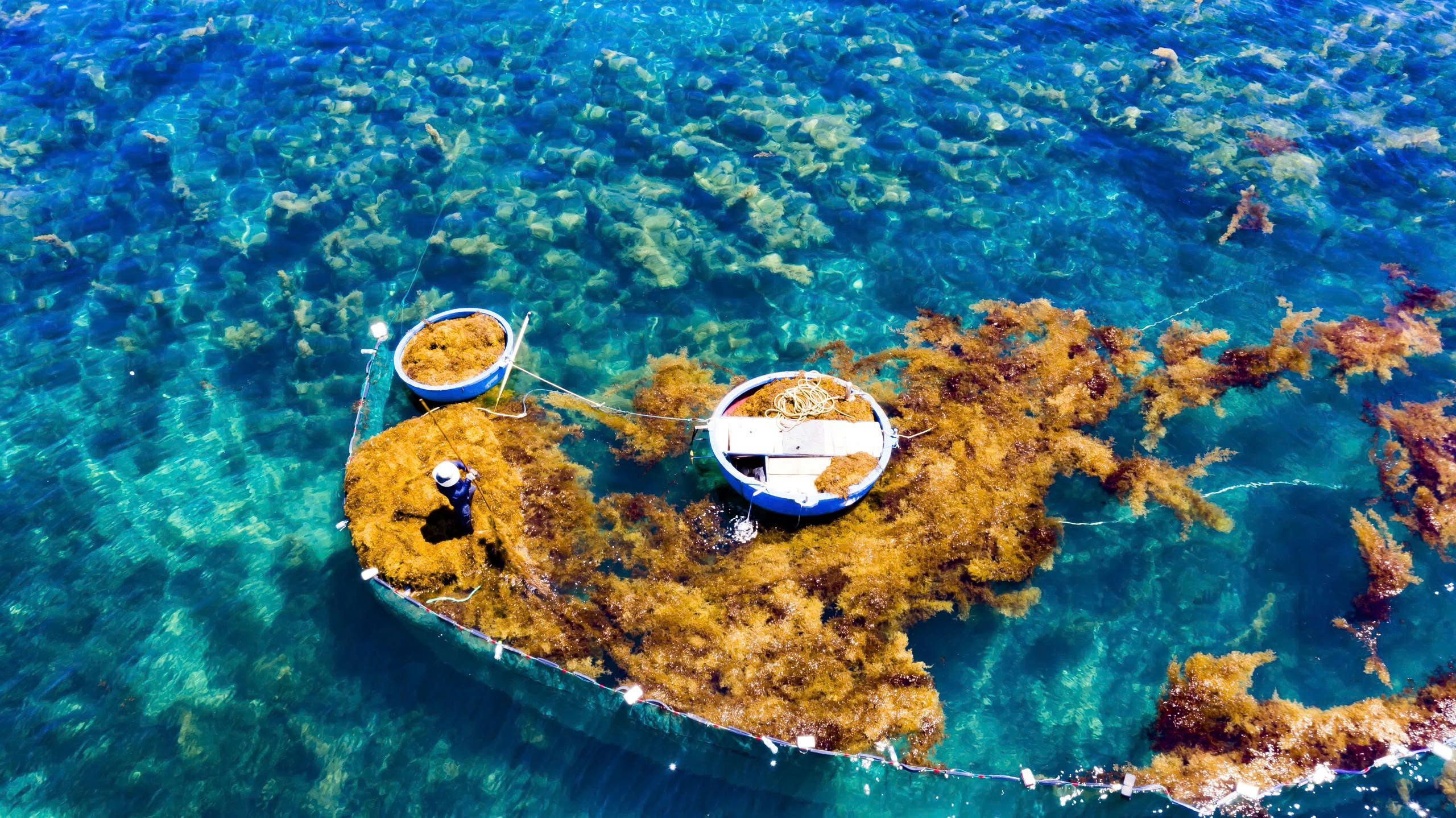 Vớt rong mơ: Nghề mưu sinh độc đáo của ngư dân Quảng Ngãi