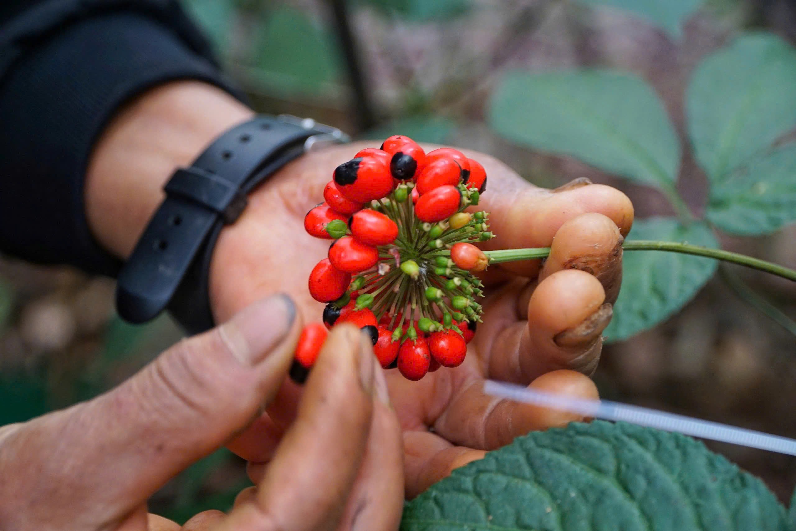 Mùa thu hoạch 'hạt ngọc’ ở thủ phủ sâm Ngọc Linh