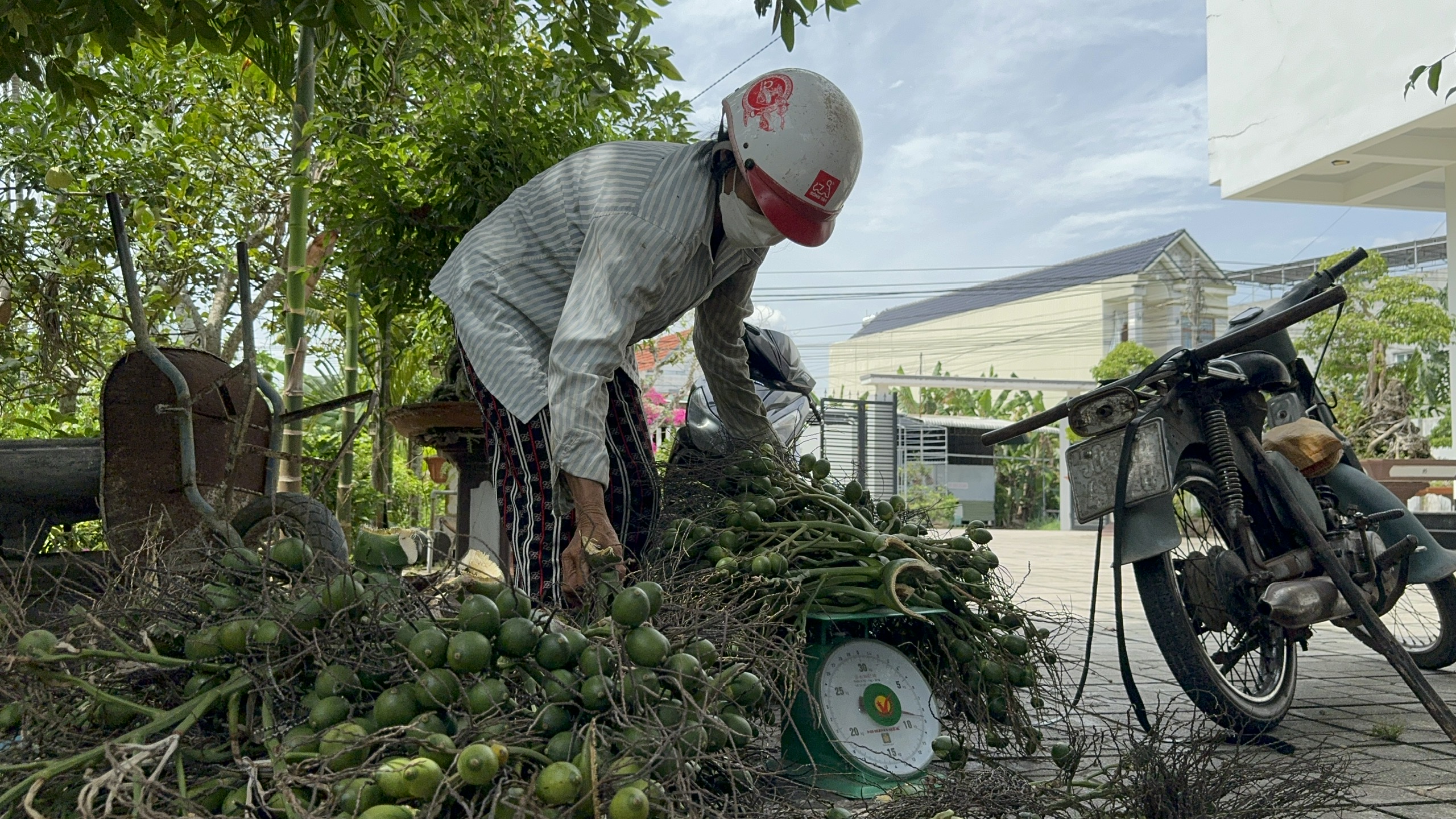 Thương lái Trung Quốc ‘quay xe’, nông dân Quảng Ngãi điêu đứng vì giá cau rớt thảm