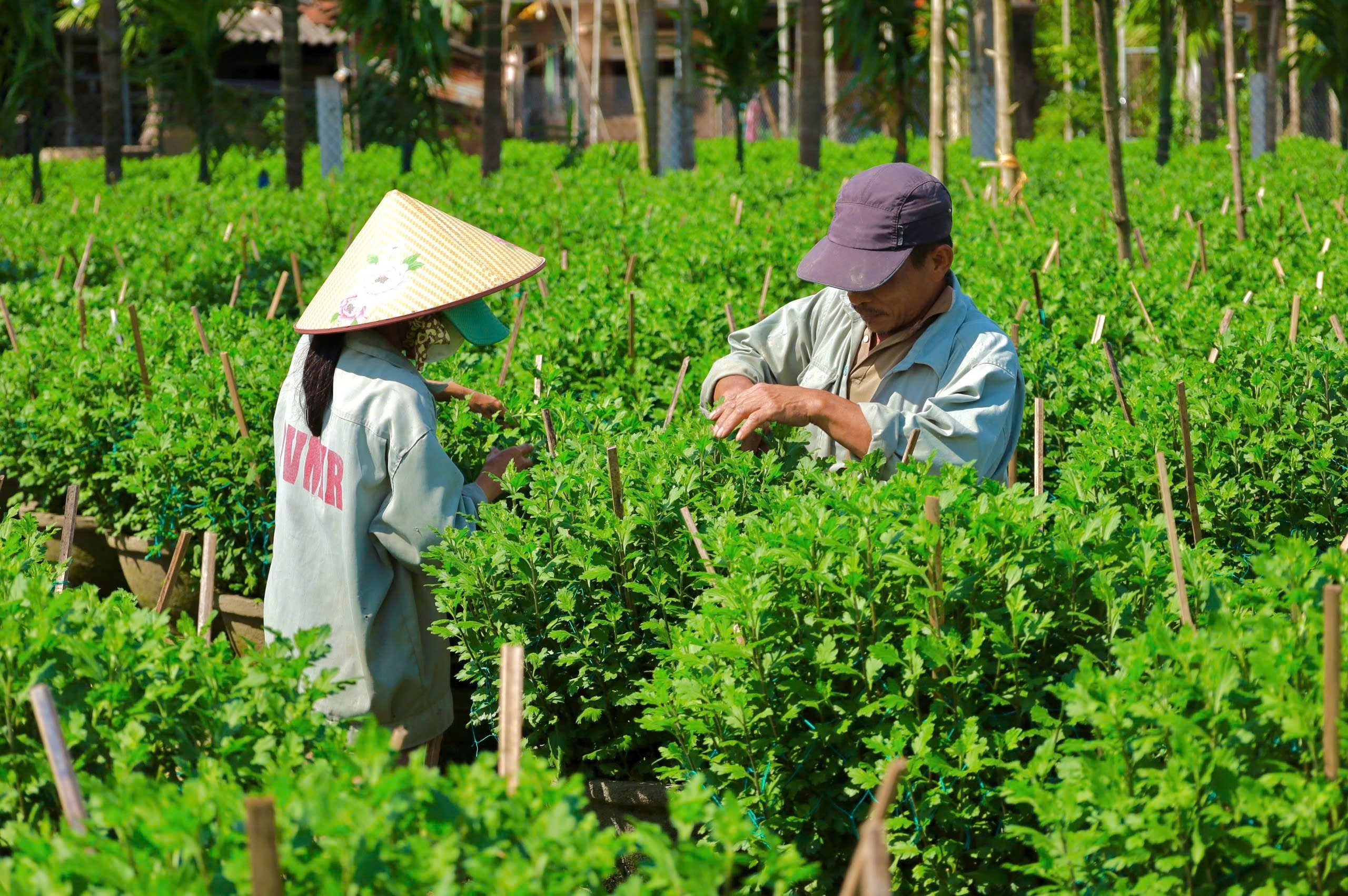 Vựa hoa cúc lớn nhất miền Trung tất bật vào vụ hoa Tết