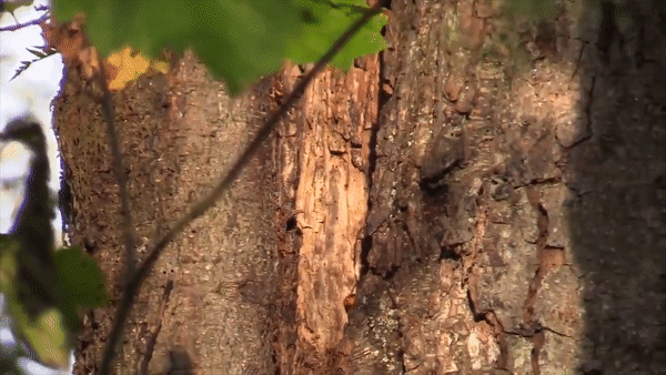 Mỹ săn tổ ong sát thủ giết chết người sau một cú chích