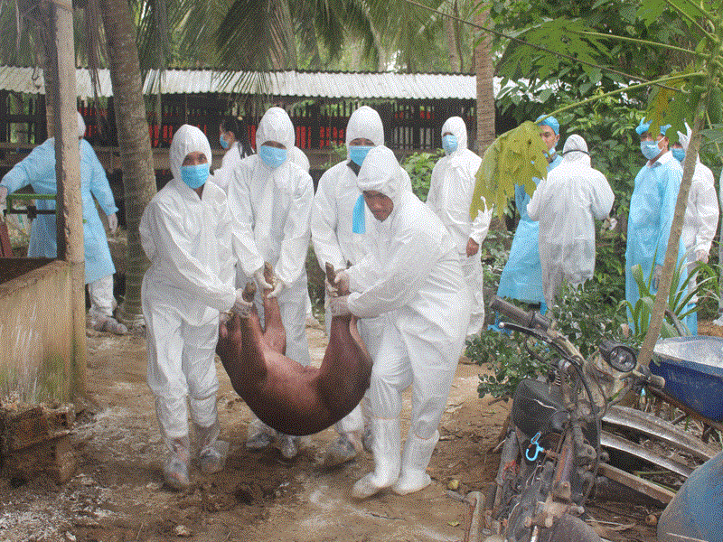 Tiêu hủy tại chỗ heo nhiễm dịch bệnh