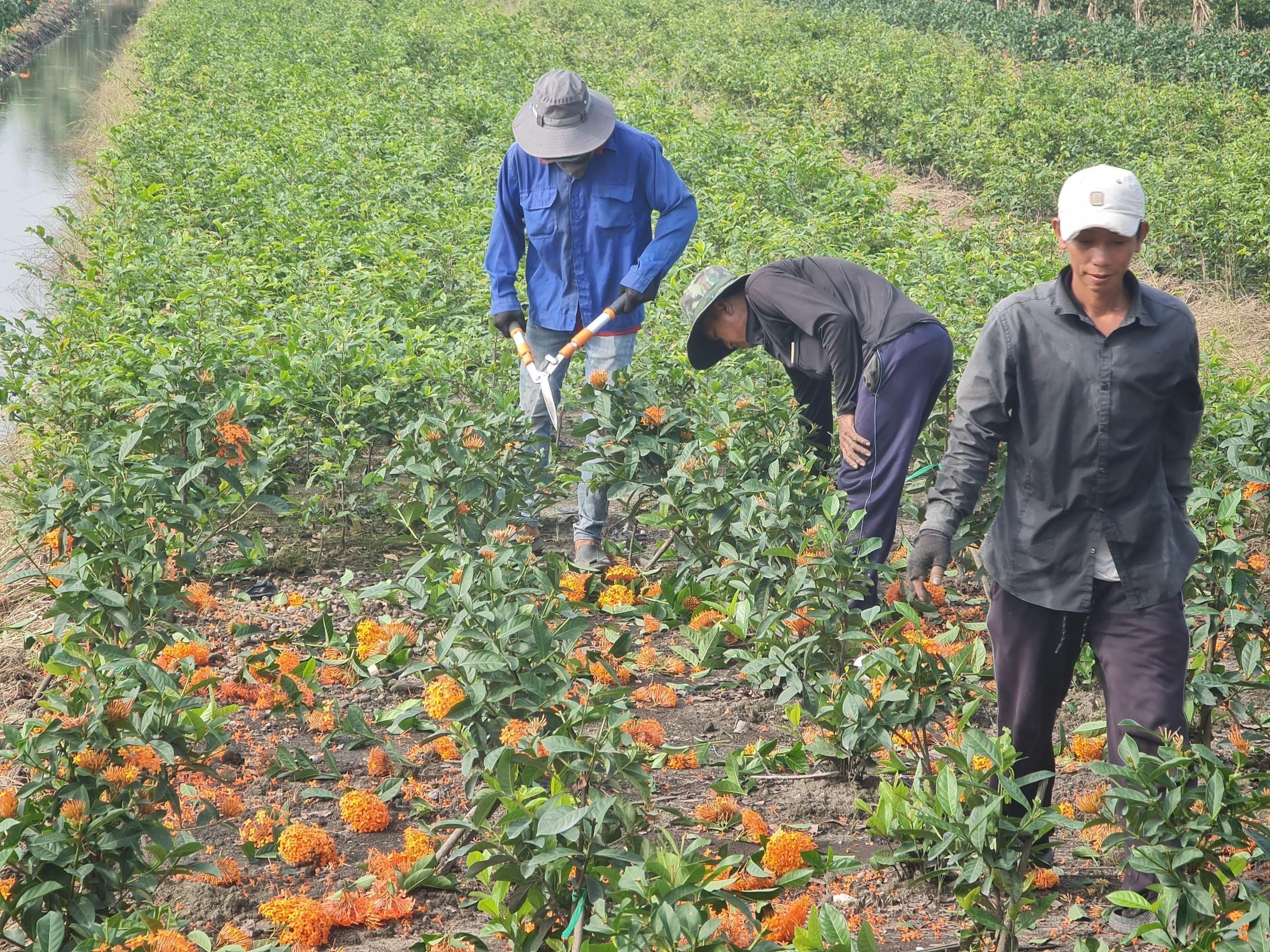 Huyện Bình Chánh trồng cây, xây tiểu cảnh đón tết