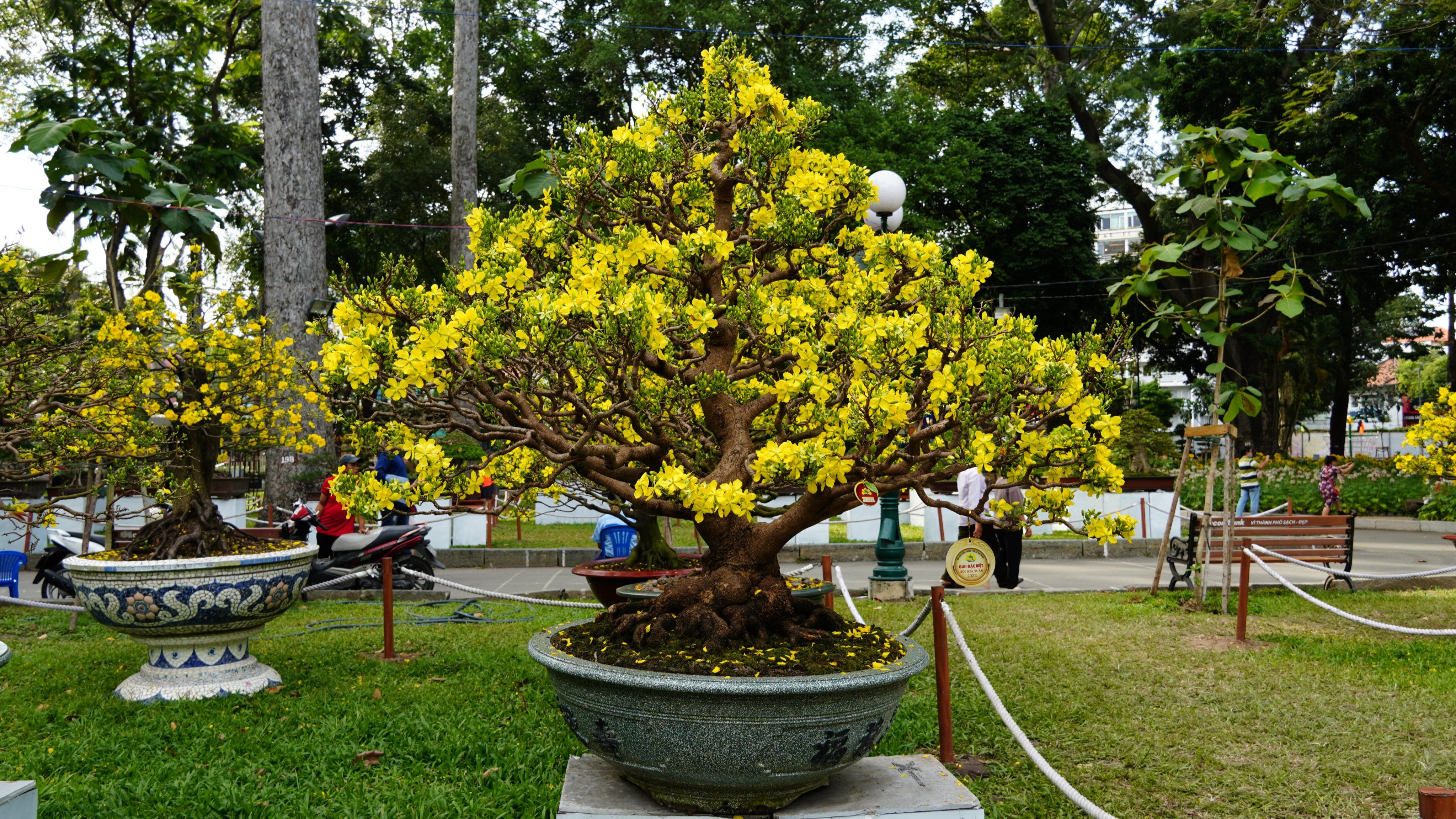 Chiêm ngưỡng những tác phẩm đặc sắc ở hội hoa xuân 2023 tại TP.HCM
