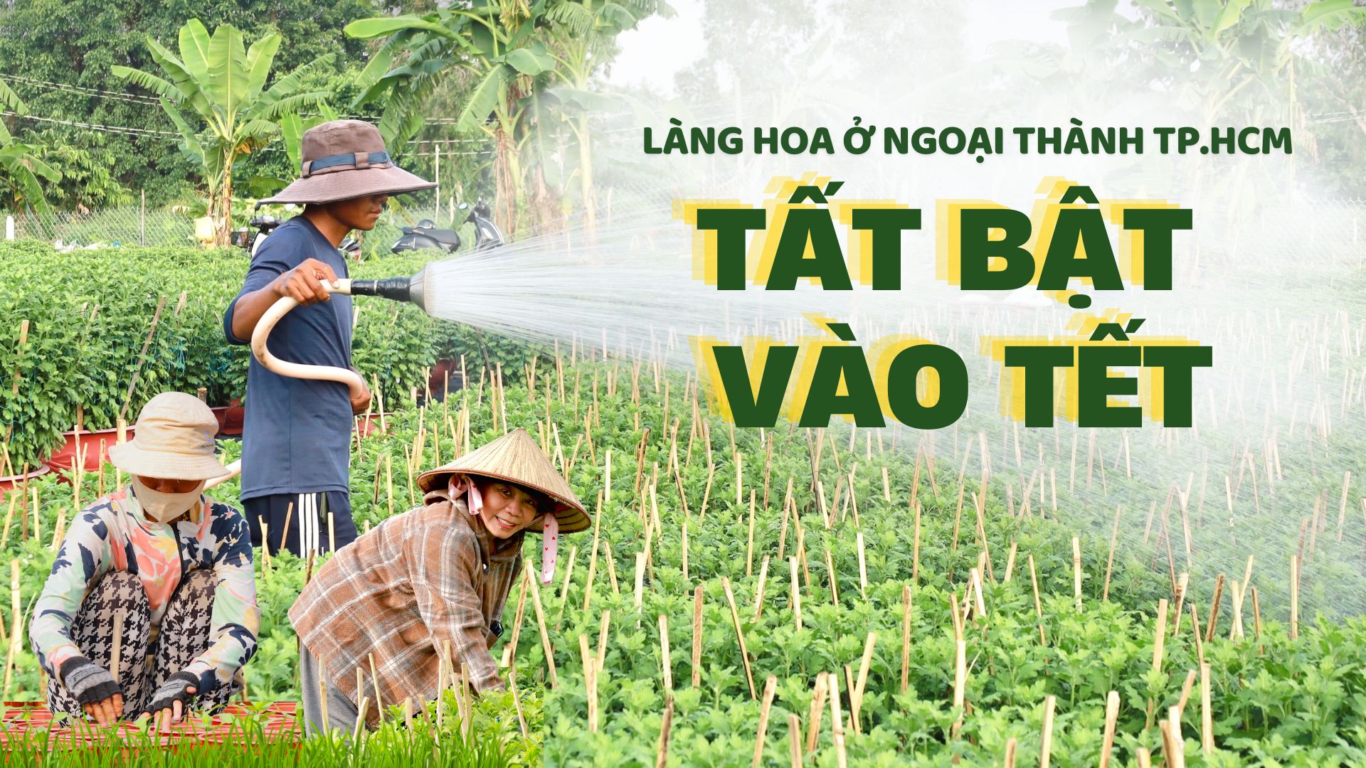 Làng hoa ở ngoại thành TP.HCM tất bật vào vụ hoa Tết