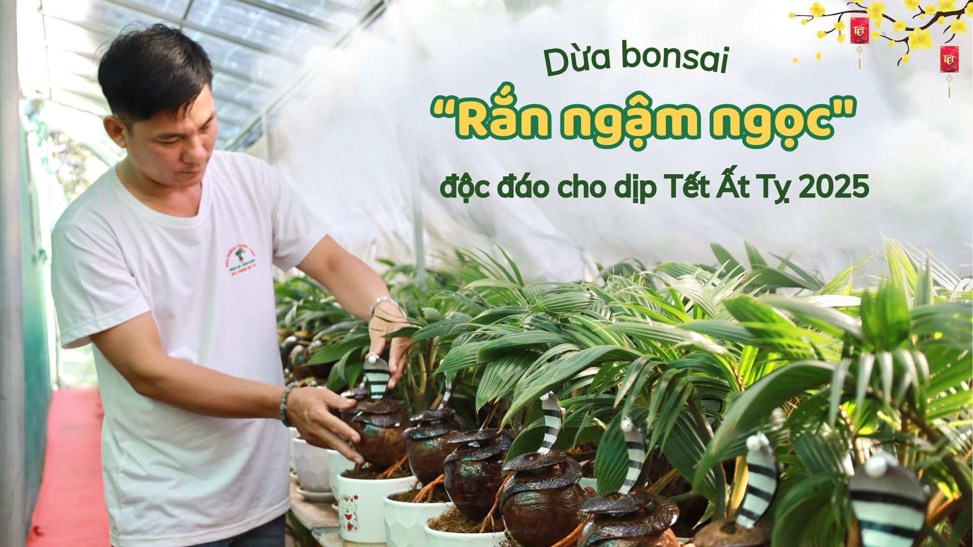 Trình làng dừa bonsai 'rắn ngậm ngọc' độc đáo cho dịp Tết Ất Tỵ 2025