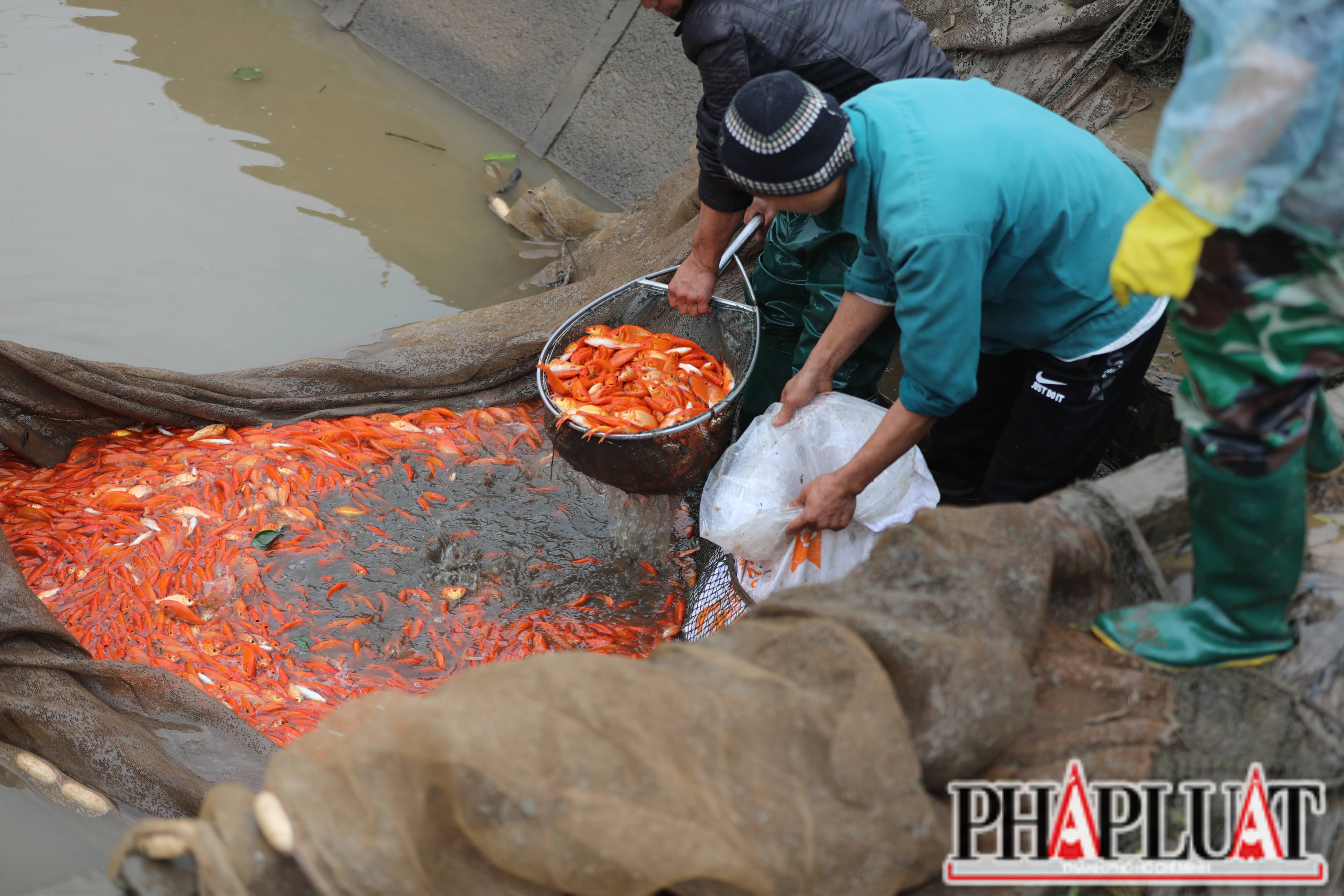 Làng nghề cá chép đỏ Thuỷ Trầm tung hàng Tết ông Công ông Táo