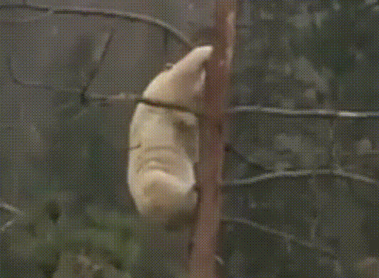 Bạn đã từng thấy 1 con gấu đen bạch tạng?