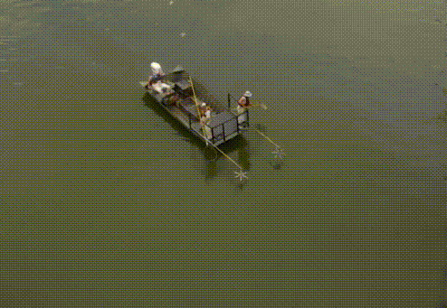 Mỹ xử lý nạn cá chép sinh sôi theo cách đặc biệt