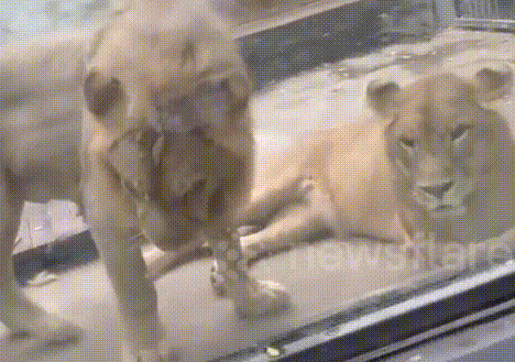 Chúa sơn lâm bẽ mặt vì gạ gẫm bạn tình bất thành