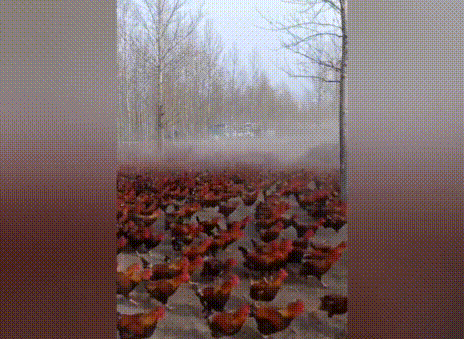 Bắt 70.000 con gà tập thể dục để có thịt ngon hơn