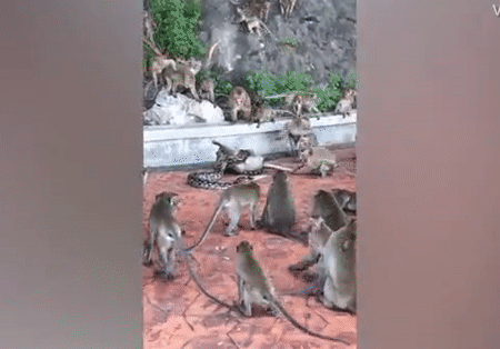 Bầy khỉ tấn công trăn để cứu đồng loại