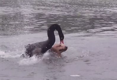 Đang bơi, chó bị thiên nga đen bất ngờ tấn công