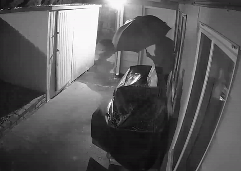 Đứng tim vì suýt bị cành cây đè chết