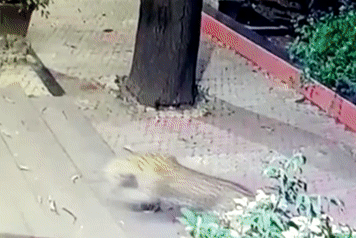 Báo vào thành phố bắt chó trước cửa nhà dân