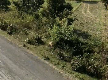 Dân tán loạn vì hổ vào làng tấn công người