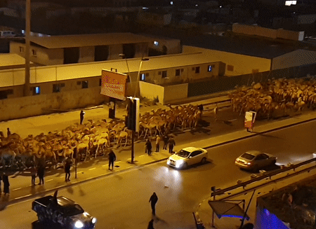 3.000 con lạc đà ở Tripoli sơ tán trong đêm vì pháo kích