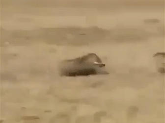 Báo đốm bị lợn rừng rượt chạy té khói