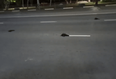 Xác chim rải rác khắp thành phố có nhà máy điện hạt nhân Nga