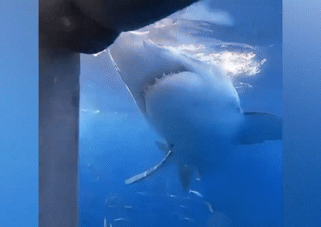 Cá mập tấn công lồng sắt có du khách bên trong