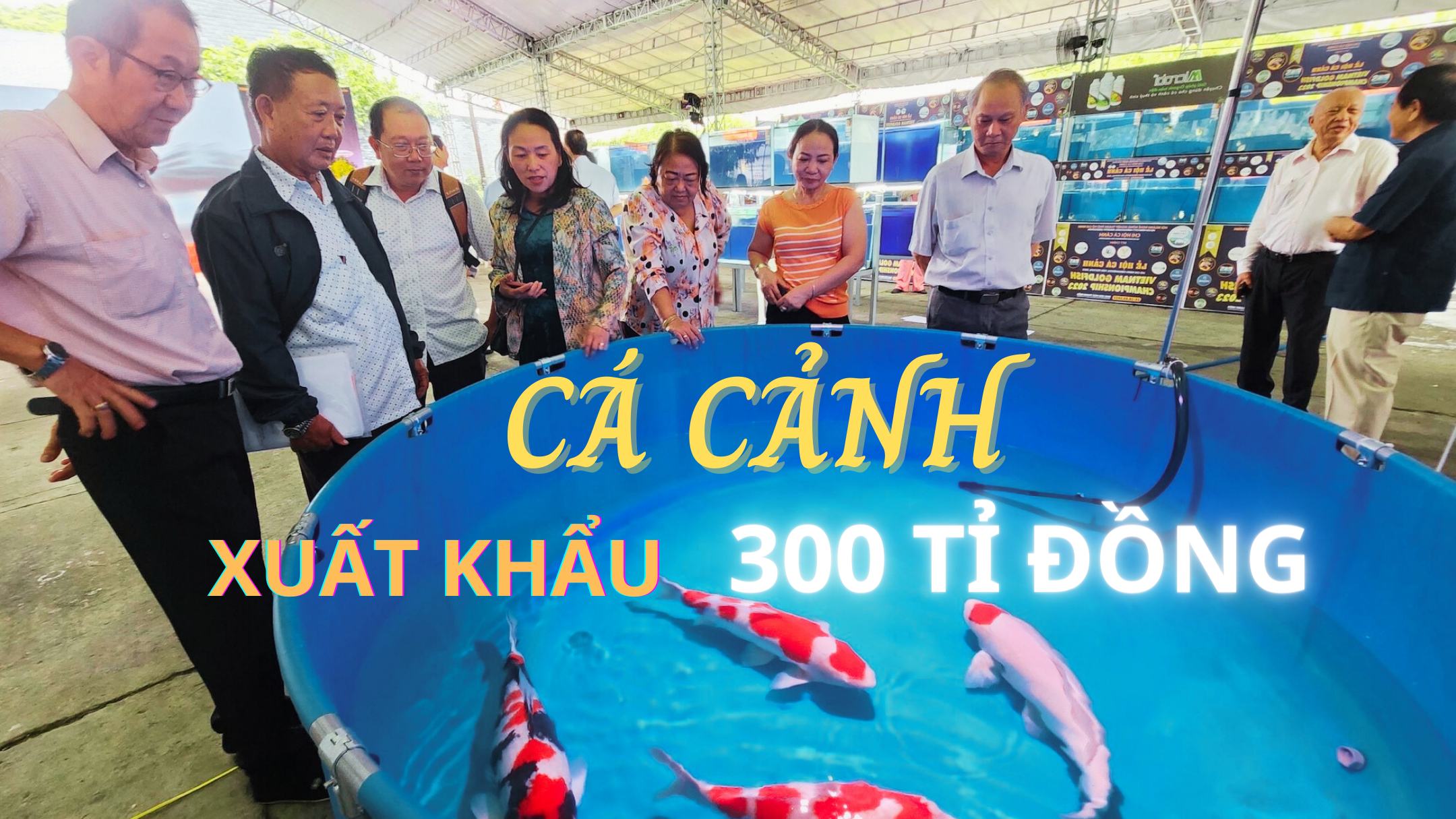 Nuôi cá cảnh xuất khẩu tại TP.HCM thu về hơn 300 tỉ đồng