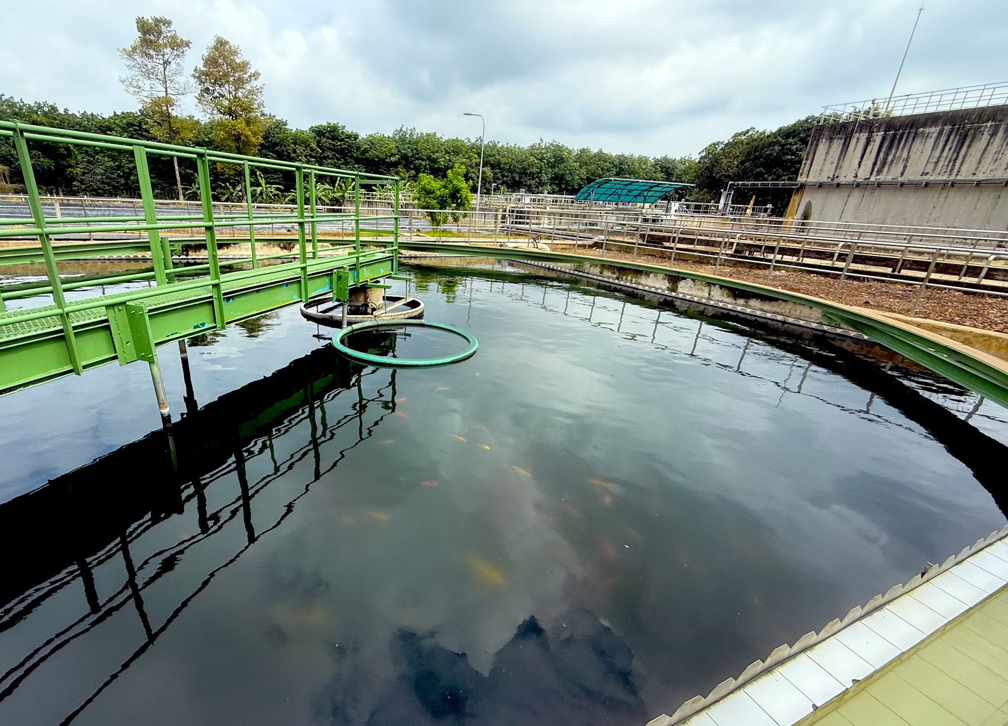 Chuyện lạ trong nhà máy cao su: Cá Koi sống khỏe nhờ... nước thải