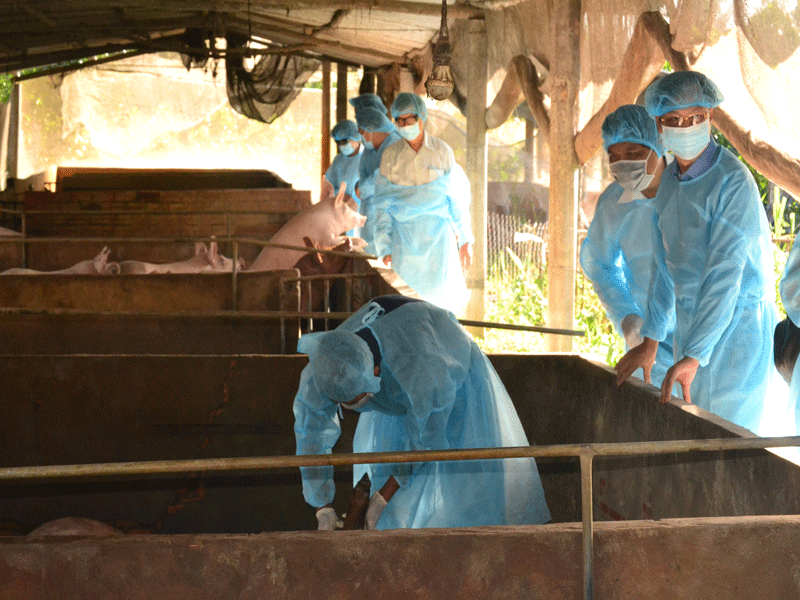 Dịch tả heo châu Phi tấn công các tỉnh miền Tây