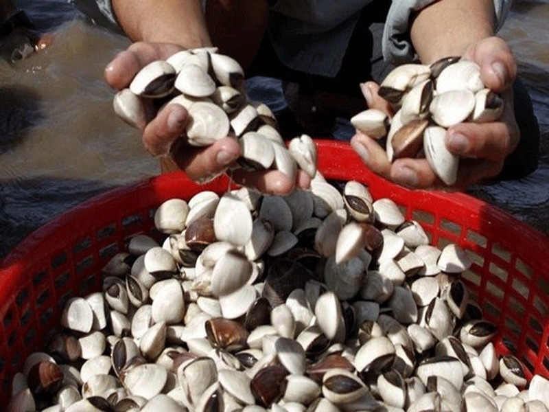 Cựu giám đốc HTX nghêu ở Bến Tre lừa trên 13 tỉ đồng