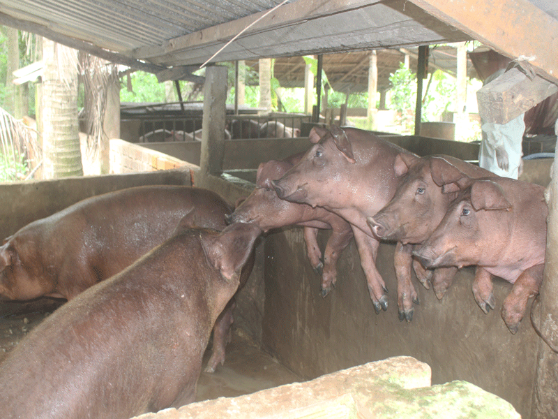 Giá heo bất ngờ tăng vọt lên đến 6,2 triệu đồng/tạ