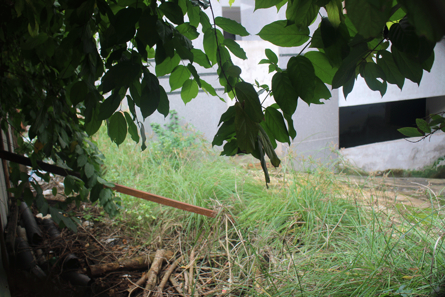 Bên trong tòa nhà cỏ dại mọc um tùm