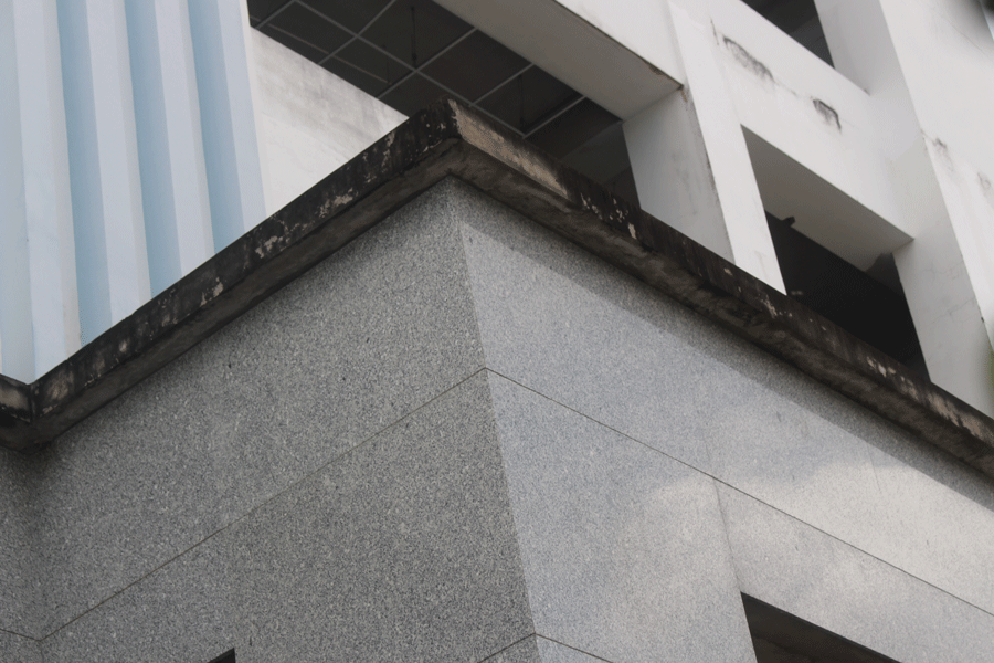 Vách tường bị rong rêu bám. Ảnh: ĐH