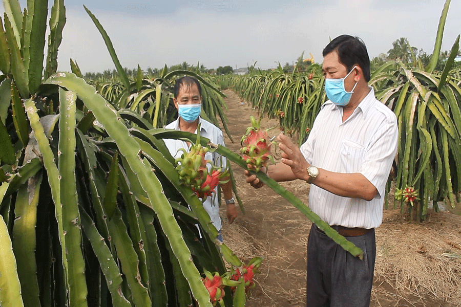 Vùng trồng thanh long ở huyện Chợ Gạo, tỉnh Tiền Giang. Ảnh: Đ.HÀ