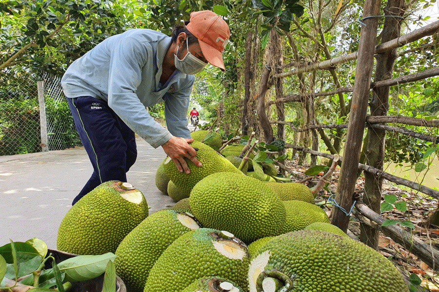 Nông dân Tiền Giang thu hoạch mít. Ảnh: Đ.HÀ