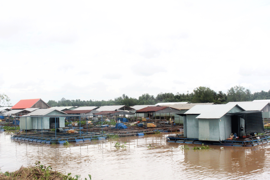 Một số bè cá nằm trong giới hạn thi công cầu Rạch Miễu chưa được di dời. Ảnh: Đ.HÀ