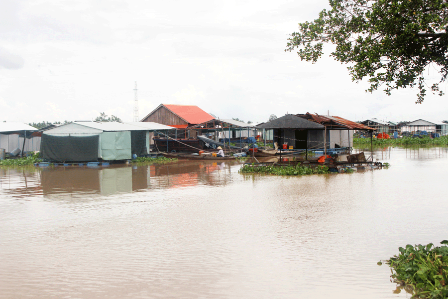 Các bè cá trên sông Tiền buộc phải di dời để thi công dự án cầu Rạch Miễu 2 . Ảnh: Đ.HÀ