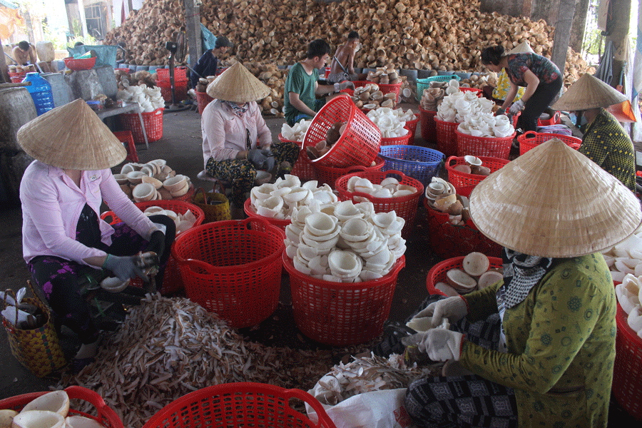 Ngành dừa đem lại thu nhập ổn định cho người dân Bến Tre. Ảnh: Đ.HÀ Ngành dừa đem lại thu nhập ổn định cho người dân Bến Tre. Ảnh: Đ.HÀ