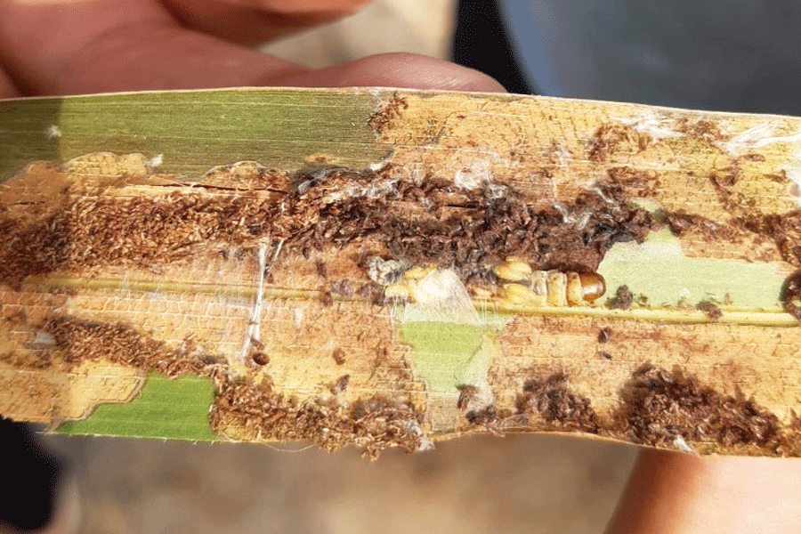 Ong ký sinh tiêu diệt sâu đầu đen hại dừa. Ảnh: SNN Ong ký sinh tiêu diệt sâu đầu đen hại dừa. Ảnh: SNN