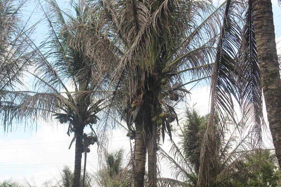 Sâu đầu đen gây hại trên cây dừa. Ảnh: Đ.HÀ Sâu đầu đen gây hại trên cây dừa. Ảnh: Đ.HÀ