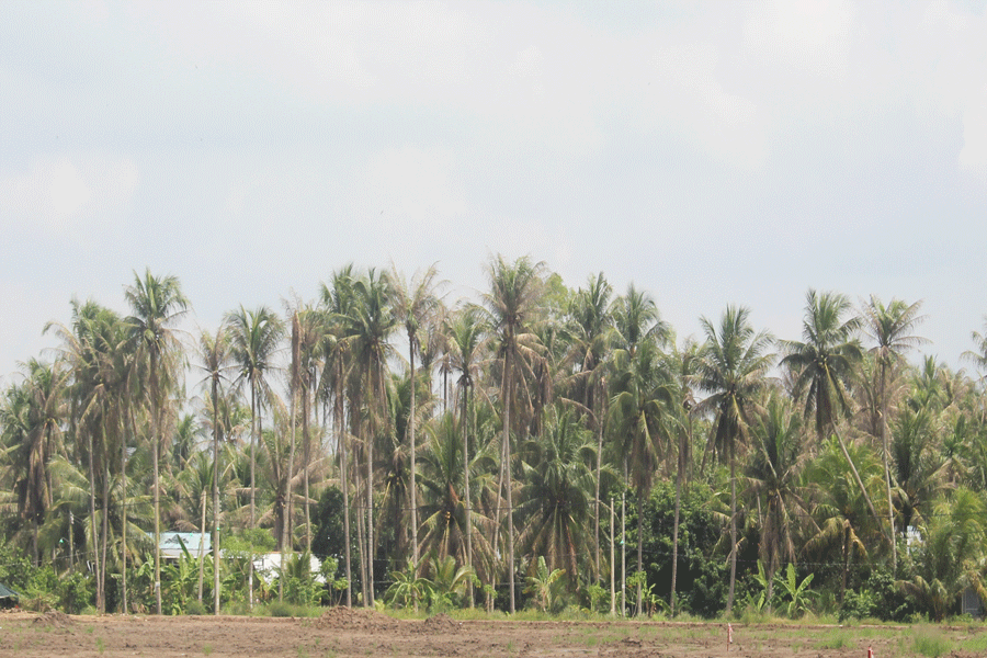 Bến Tre: Thả 80 triệu ong ký sinh diệt sâu đầu đen tấn công dừa