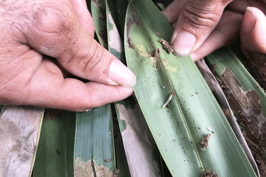 Sâu đầu đen gây hại trên cây dừa. Ảnh: M.Đ Sâu đầu đen gây hại trên cây dừa. Ảnh: M.Đ