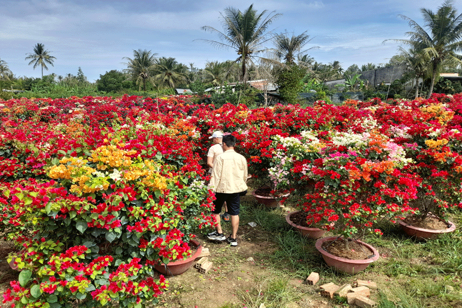 Khách tham quan vườn hoa giấy. Ảnh: Đ.HÀ