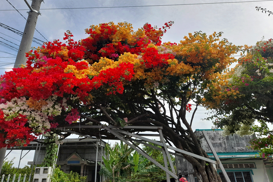 Làng hoa giấy nổi tiếng ở miền Tây nhộn nhịp những ngày cận Tết ảnh 12