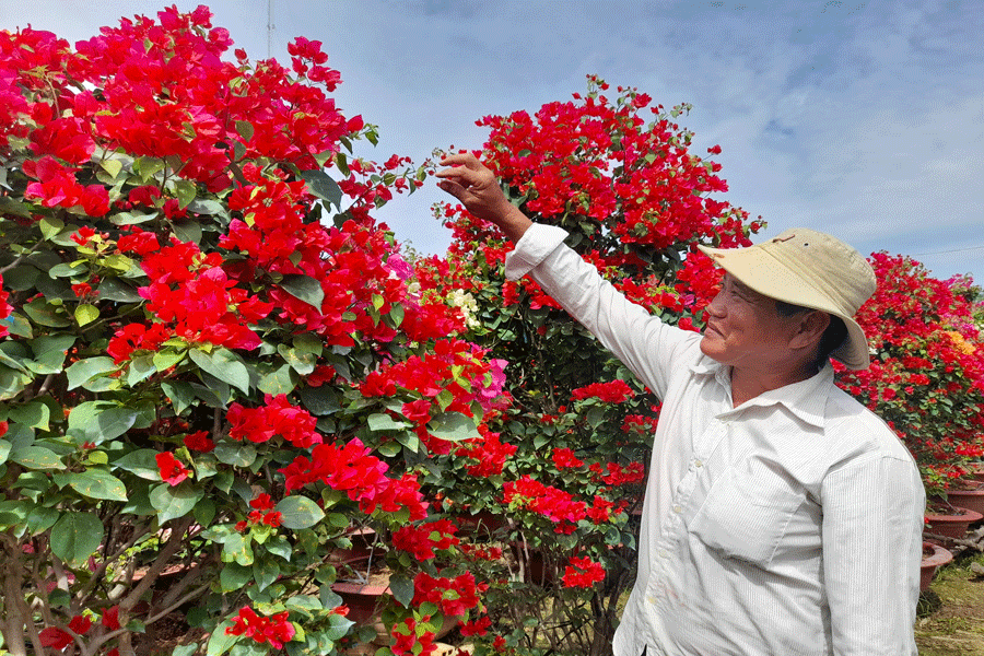 Nông dân phấn khởi được mùa hoa giấy Tết. Ảnh: Đ.HÀ