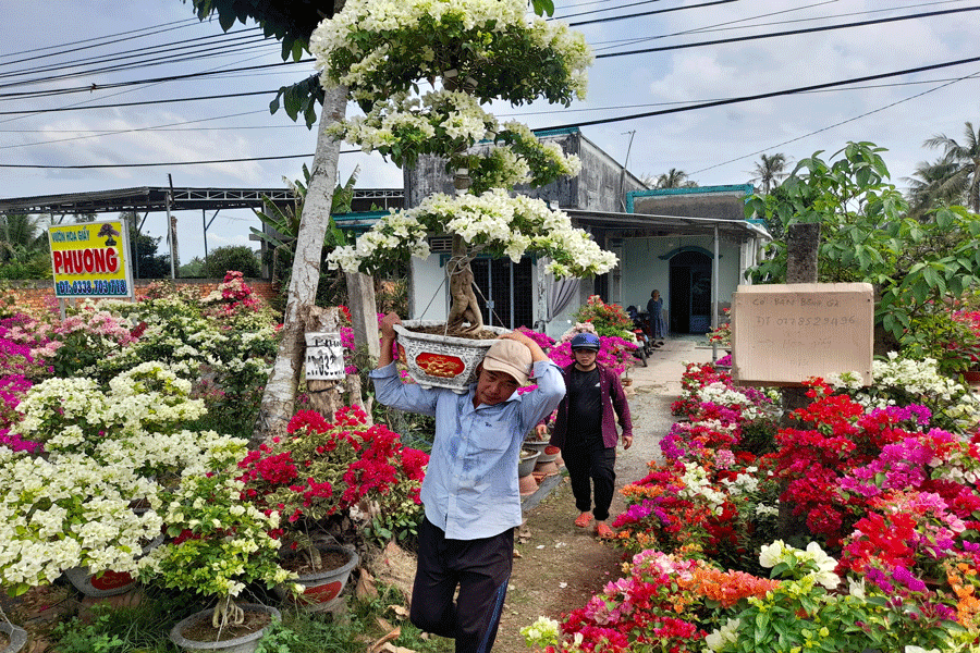 Thương lái vận chuyển hoa chở đi tiêu thụ Tết. Ảnh: Đ.HÀ
